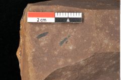 Foto (Detailsansicht) von Quercus palaeoilex Ettingshausen (NHMW-GEO-2024-0188-0897)